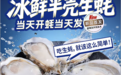 京东首发!源头直发!高品质贝司令冰鲜半壳生蚝重磅上线