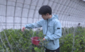 吉林集安:蓝莓抢“鲜”上市忙