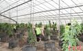 植绿与产业发展并重 新疆荒漠戈壁变身“聚宝盆”