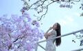 多条街道成浪漫“紫色花海”!四川西昌蓝花楹绽放,五一假期加开多趟列车