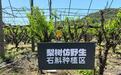 (乡村行·看振兴)浙江黄岩水源保护区蝶变:“一根金枝”的共富密码