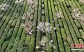 广西三江:桃花掩映茶飘香