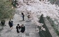 错峰来这里赏樱,完胜朋友圈99%的人