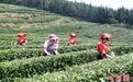 广西罗城:茶农抢采“明前茶”供应市场