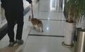 南昌京东镇执法队一女队员在办公区牵狗,镇政府:已处理