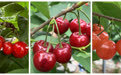 国内首次!杂交选育“国产”樱桃新品种将上市