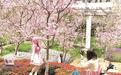 厦门樱花谷掀起“写真热”凳子、梯子、反光板都用上了