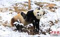 秦岭大熊猫春雪中“撒欢”