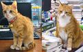 同事的11岁生日愿望,是为流浪猫集赞换粮