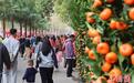 2025年广州从化迎春花市举行