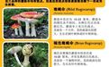 多名在瑞典旅行的中国游客误采食毒蘑菇致食物中毒,中使馆提醒