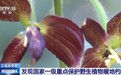 云南麻栗坡发现国家一级重点保护野生植物暖地杓兰