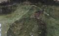 出逃宠物鳄龟找到了!主人向派出所送锦旗,还想感谢路过司机:及时把龟带离公路