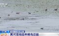 首批大天鹅已抵达!来三门峡黄河湿地赴一场生态与文化之约