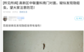 西安多區發現隱翅蟲?千萬別拍!毒液堪比硫酸