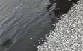黑龙江一水库漂浮大量死鱼,当地:将检测水体
