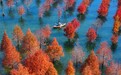 浙江长兴水杉林五彩斑斓