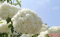 探访国内最大中华木绣球培育基地 洁白花团缀满枝头