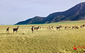 祁连山下我的家|张掖肃南:祁连山下呦呦鹿鸣 青青草原诗意栖居