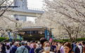 春日市集、新人华服领证……上海虹口七个赏樱点融合甜蜜与文旅