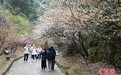(新春见闻)广东梅关古道梅花绽放引客来
