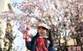 天津五大道海棠花盛开 游客尽享春日浪漫