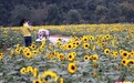 秋日湖南怎么玩丨去省植物园,看向日葵花海、逛菊花展