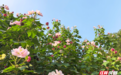 组图 | 衡阳:木芙蓉开 秋染寻常