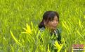 (乡村行·看振兴)山西沁水:“小金花”铺就致富“黄金路”
