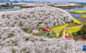 贵州:樱花似海 春满大地