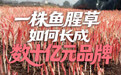 开局之年看中国•潮涌荆楚丨一株鱼腥草,如何长成数十亿元品牌