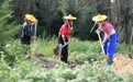 万里边疆行|从“黄沙堵家门”到“绿浪锁风口”:小岞林场跨越六十载的巾帼坚守(13)