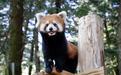 小熊猫交流也被扣“统战帽”?张雅屏轰民进党:用恶意消耗和平