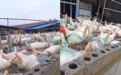 广西一地数千头死猪漂浮水面,当地回应