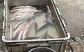 哈尔滨人钟爱的这口“江鲜”,还能尝鲜半个月