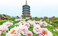 洛阳牡丹、信阳毛尖入选!新一批国家级文化遗产名单公布