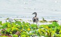 瘤鸭现身大理洱海月湿地公园