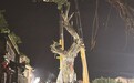 云水谣600岁古榕,重新“站”起来了