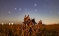 星耀北大荒 丰收入星河