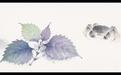 吴胜|寒露话紫苏