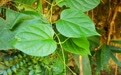 云南发现夹竹桃科一新属植物