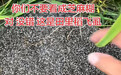 “不是芝麻糊,是稻飞虱!”安徽多地稻飞虱泛滥致水稻倒伏,农户称“杀不绝”担心绝收