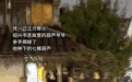 “蛇精”围攻,葫芦爷爷求饶