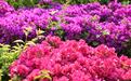 【在县区看五年发展变化】宜良县:现代“芯”种植助力花卉产业一路繁花