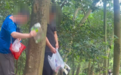 网友称深圳梧桐山野猪“拦路讨食”景区:近几年未发生野猪攻击游客事件 沿途有警示标识严禁投喂