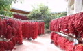 黄河岸边椒香满院,小辣椒“辣”出红火日子
