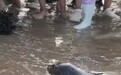 大连网红斑海豹“娜娜”引游客近距离围观,甚至有人伸手触摸,官方回应