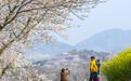 山上春花开