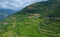 精准服务促增收|大理南涧太平村烟豆轮作铺就增收新路
