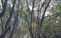 南昌一处林间小路成新晋网红打卡地,被称为现实版的“绿野仙踪”